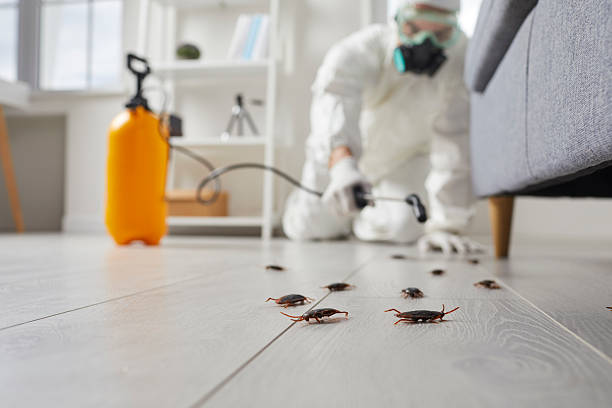 Affordable Termite Control solutions in Dumfries, VA